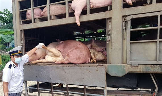 Xe chở 160 con lợn có biểu hiện dịch tả lợn Châu Phi bị bắt giữ