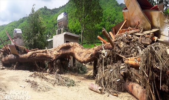 Hàng trăm mét khối gỗ, củi đổ về sau lũ, xử lý thế nào?