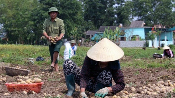 Thanh Hóa: Sẽ trồng 200-250 ha khoai tây liên kết chuỗi