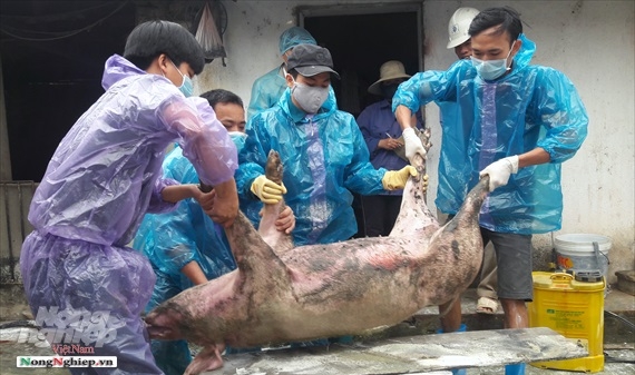 Thanh Hóa: Huy động cả hệ thống chính trị phòng chống dịch tả lợn châu Phi