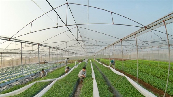 Hưng Yên đẩy mạnh thu hút doanh nghiệp đầu tư vào nông nghiệp
