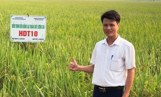 Sản xuất lúa chất lượng gắn với thị trường tiêu thụ