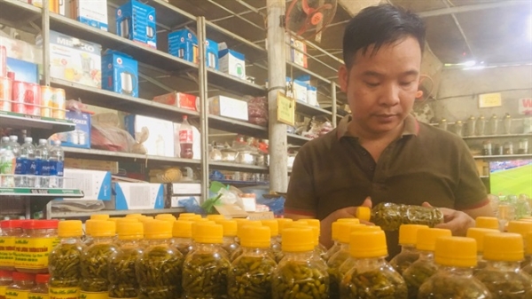 Thanh niên xứ Mường vừa trồng vừa dấm 10.000 chai ớt bán hết veo