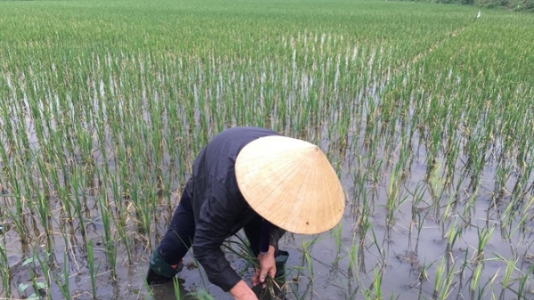 Nghệ An: 14.500 ha lúa hồi sinh sau trận mưa vàng