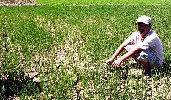 Thừa Thiên - Huế: Hàng trăm héc ta lúa 'thoi thóp'