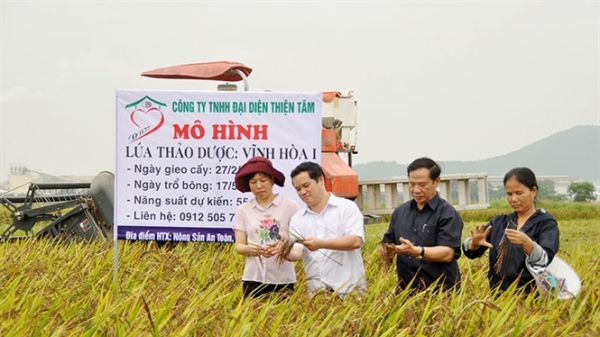 Lúa thảo dược trên đồng đất Bắc Ninh