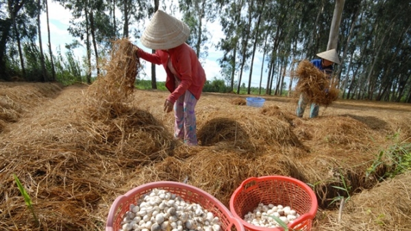 Sản lượng nấm của Việt Nam đứng thứ 9 thế giới