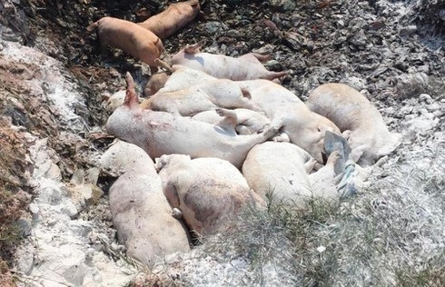 Bắc Ninh: 138 tỷ đồng hỗ trợ nông dân phải tiêu hủy lợn nhiễm dịch