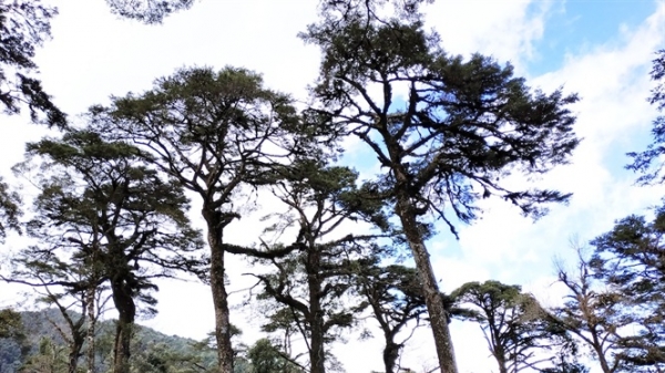 Phát hiện quần thể cây quý hiếm trong rừng già Lào Cai