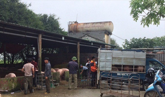 Giá lợn ở thủ phủ chăn nuôi tăng lên 40.000/kg