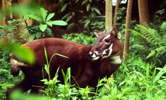 Nhân giống loài Kỳ lân duy nhất chỉ có ở rừng Trường Sơn Việt Nam