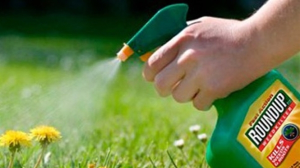 Hạn cuối được kinh doanh thuốc trừ cỏ Glyphosate là tháng 6 năm 2020