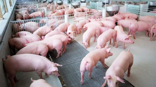 Sẽ xây dựng mô hình an toàn sinh học phù hợp chăn nuôi lợn nông hộ nhỏ lẻ