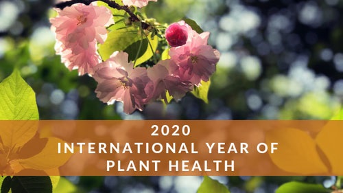 2020 được chọn là năm Quốc tế về Bảo vệ thực vật