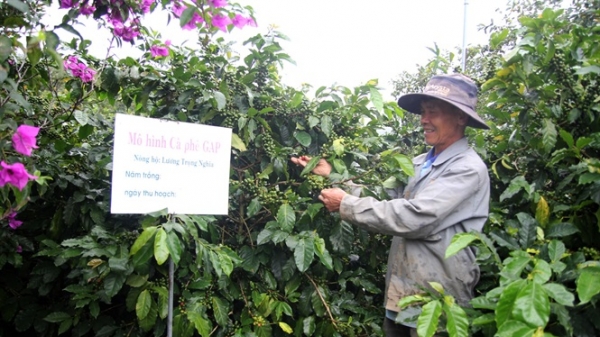 Tạo mã số cho vùng trồng cà phê