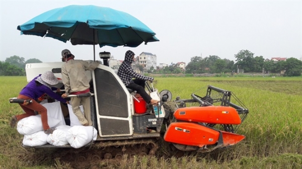 Doanh nghiệp Việt bắt tay trồng lúa Nhật hữu cơ