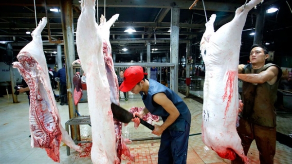 Một số biện pháp khẩn cấp quản lý giết mổ, tiêu thụ sản phẩm từ lợn khi có Dịch tả lợn Châu Phi