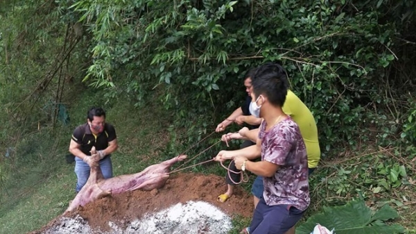 Bắc Giang 'bó tay' trước việc chôn tiêu hủy lợn dịch gần nguồn nước