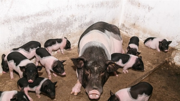 Ký kết tiêu thụ thịt lợn Móng Cái tại Hà Nội