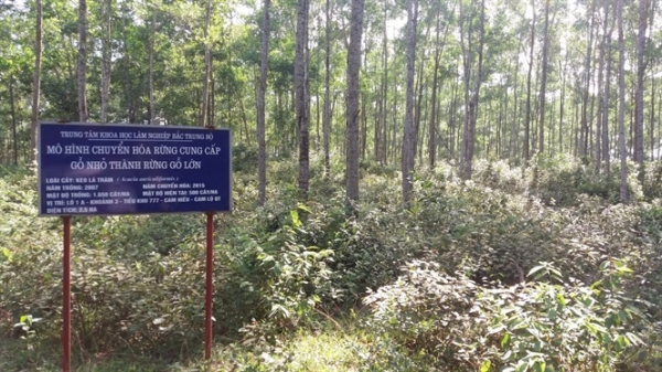 Bộ NN-PTNT hướng dẫn kỹ thuật trồng rừng thâm canh gỗ lớn