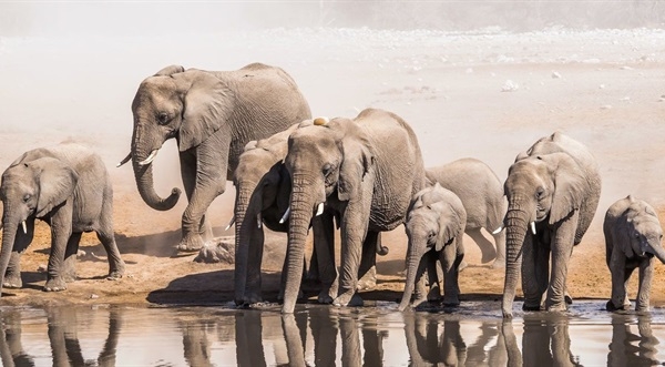 Chấm dứt xuất khẩu voi châu Phi hoang dã cho các cơ sở nuôi nhốt động vật
