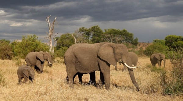 Nhiều nước xác nhận đóng cửa thị trường ngà voi nội địa