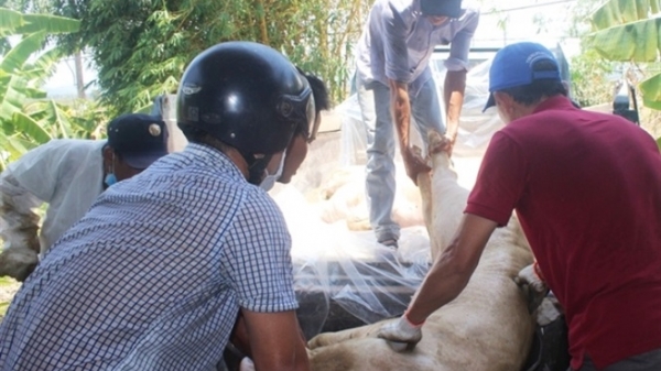 Thừa Thiên- Huế tiêu hủy 2.552 con lợn