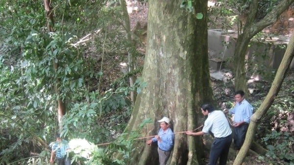 Cây sấu cổ thụ tại rừng Trần Hưng Đạo trở thành di sản Việt Nam