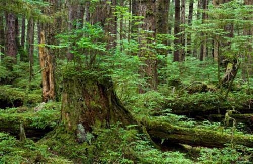 Cả nước chỉ còn 2 khu vực được khai thác chính gỗ rừng tự nhiên