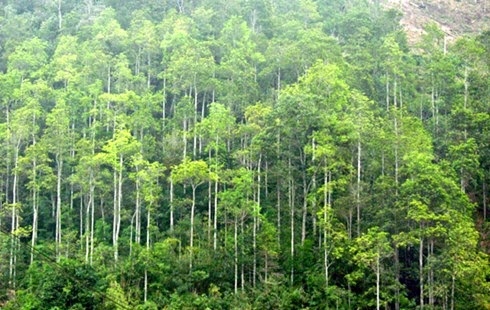 Thủ tướng cho phép Lâm Đồng chuyển mục đích sử dụng đất rừng