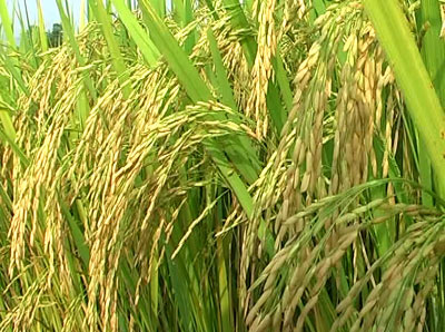 Hỗ trợ nông dân Tiền Giang gần 4 tỷ đồng mua lúa giống