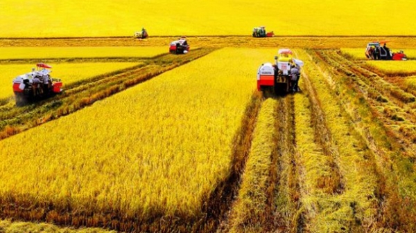 Gần 1.000 tỷ đồng cho 'Cánh đồng lớn theo chuỗi liên kết giá trị lúa gạo”