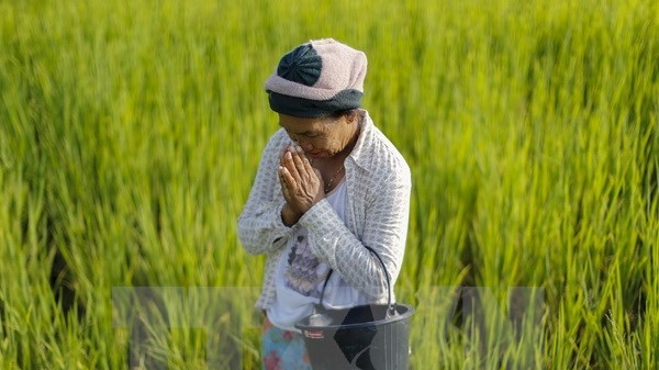 Chính phủ Thái Lan kêu gọi nông dân dừng trồng lúa
