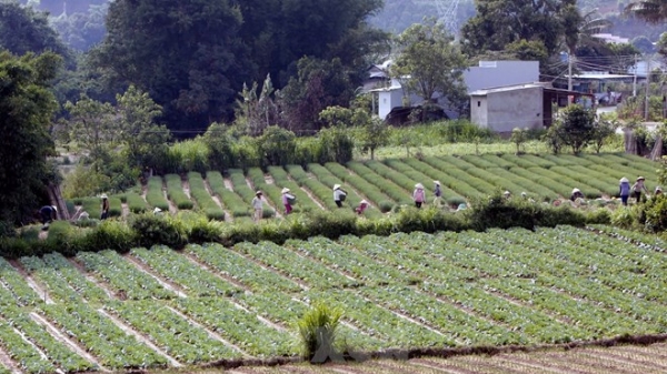 Thủ tướng yêu cầu đẩy mạnh tái cơ cấu nông nghiệp