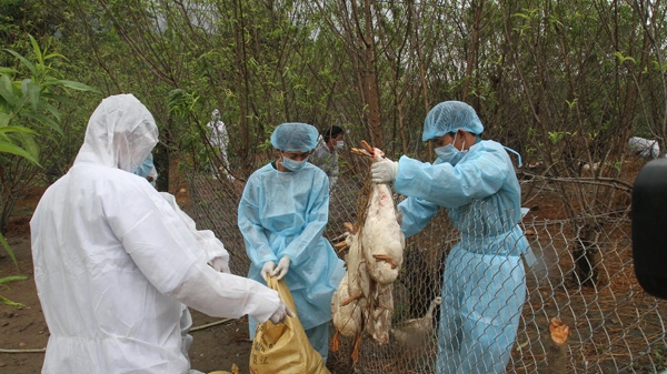 Lai Châu tiêu hủy 1.200 con gia cầm nhiễm virus cúm A/H5N6