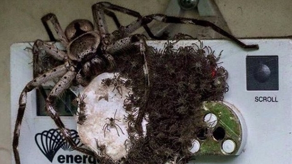 Kinh hoàng cảnh hàng trăm con nhện bu quanh chiếc công tơ điện