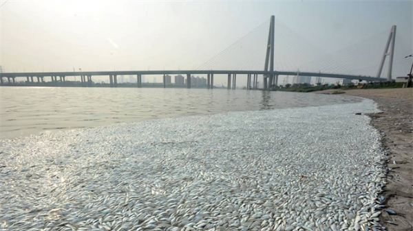Hàng nghìn con cá chết bí ẩn dạt vào bờ sông Thiên Tân