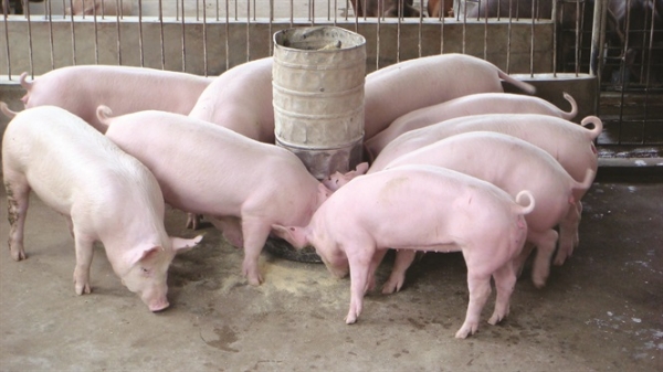 Ninh Bình là địa phương thứ 11 xuất hiện dịch tả lợn Châu Phi
