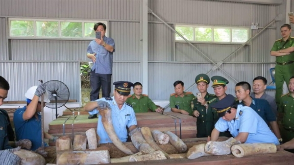 Phát hiện 9,12 tấn ngà voi nhập về Đà nẵng
