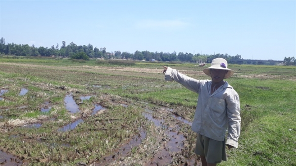 Quảng Nam: Nhiều diện tích lúa chưa thể canh tác vì nhiễm mặn