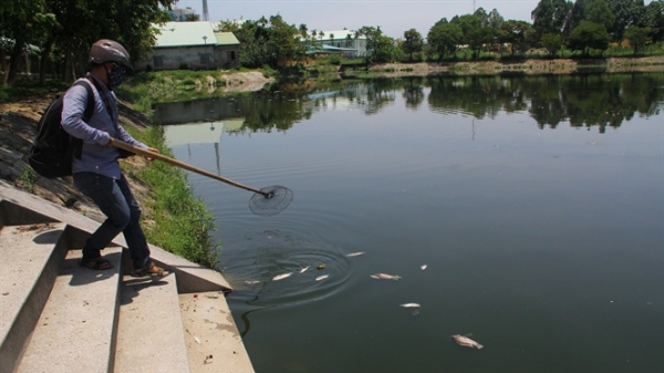 Cá chết thối khắp hồ điều hòa trong lòng thành phố Quảng Nam