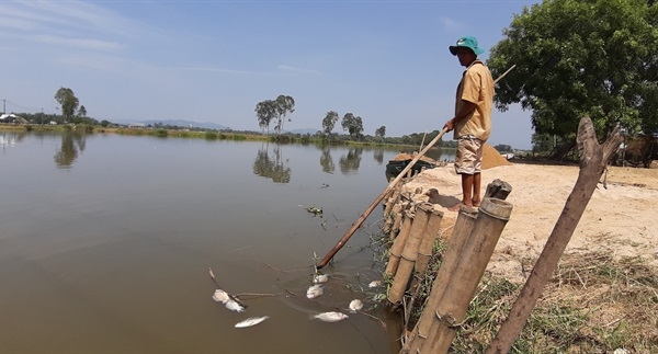 Quảng Nam: Cá chết trắng trên sông Bàn Thạch
