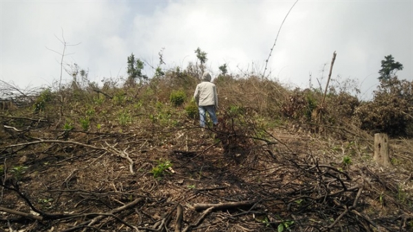 Nghệ An: Phá rừng trái phép bị phạt 40 triệu đồng