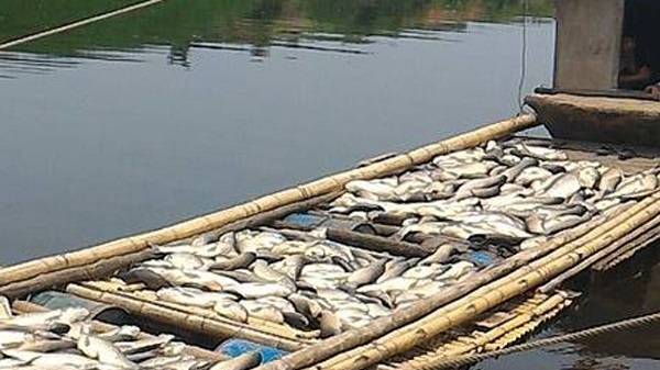 Cá chết hàng loạt trên lòng hồ Thủy điện Hủa Na