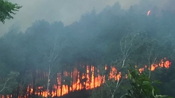 Lại cháy rừng thông ở huyện Nam Đàn