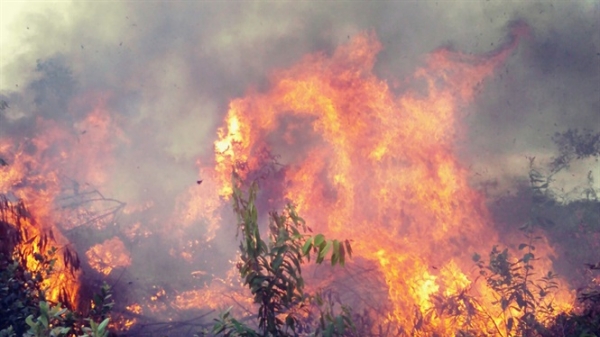 Nghệ An: Một người tử vong khi tham gia chữa cháy rừng
