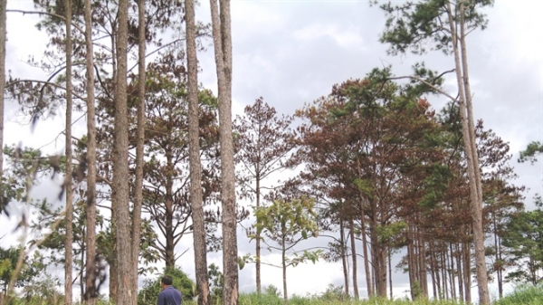 Dồn dập các vụ đầu độc rừng thông ở Lâm Đồng: Liều lĩnh, bất chấp pháp luật