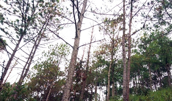 76 cây thông ở Đà Lạt bị khoan gốc, đổ thuốc độc