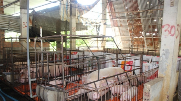 Nước mắt người nuôi lợn ở Bình Thuận