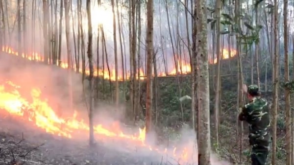 Gần 163 ha rừng ở Phú Yên bị cháy